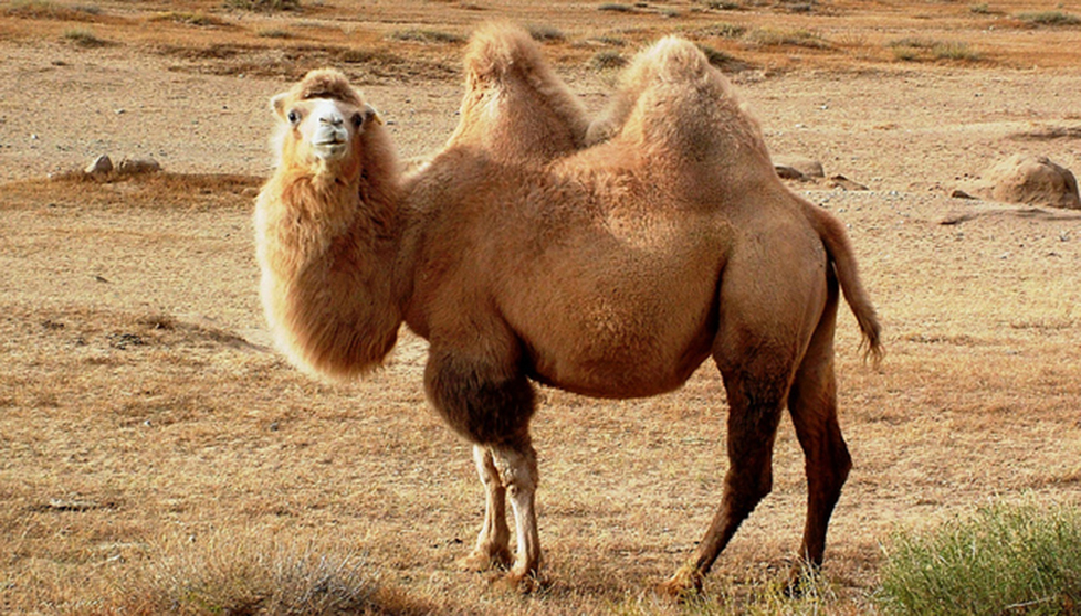 12 What is a Camel? Smrt English